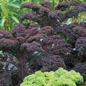 Unbranded Kale Scarlet Seeds