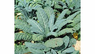 Unbranded Kale Seeds - Nero Di Toscana