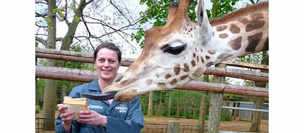 Unbranded Keeper for a Day at ZSL London Zoo