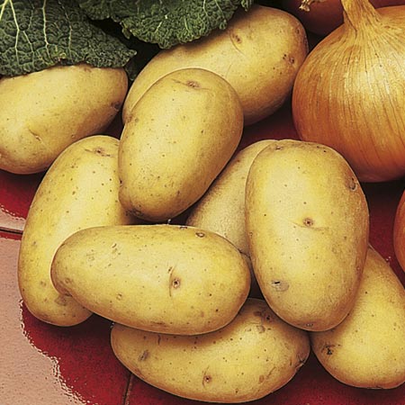 Unbranded Kestrel Potatoes - 3 kg (Second Early) 3 kg