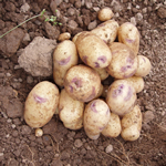 Unbranded Kestrel Potatoes - Mid Season 1 kg
