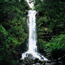 Khao Yai National Park - Adult