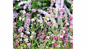 Unbranded Knautia Plant - Melton Pastels