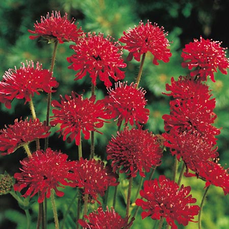 Unbranded Knautia Red Knight Plants Pack of 5 Pot Ready