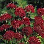 Unbranded Knautia Red Knight Plants