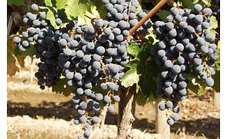 Know Your Classic Grapes for Two