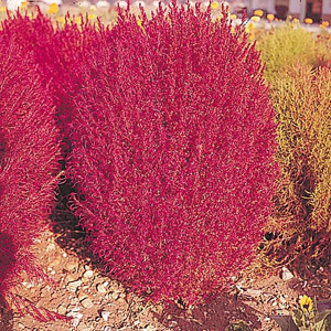 These feathery bushes are pale green in summer  changing to copper-crimson in autumn. Height 75cm (2