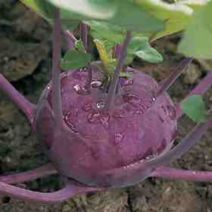 Unbranded Kohl Rabi Kolibri F1 Hybrid Seeds