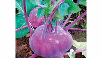 Unbranded Kohl Rabi Kolibri F1 Seeds