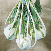 Unbranded Kohl Rabi Seeds - Lanro