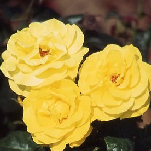 Unbranded Korresia - Floribunda Rose