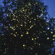 Unbranded Kuala Selangor Fireflies Phenomena - Private
