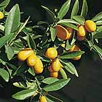 Unbranded Kumquat 480647.htm