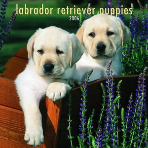 Labrador Retriever - Puppies 2006 calendar
