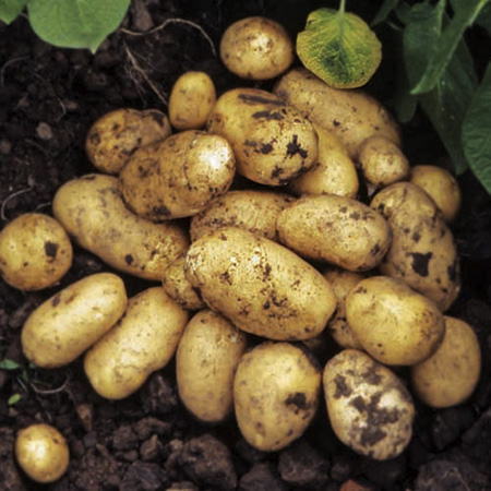 Unbranded Lady Christl Potatoes - 3 kg (First Early) 3 kg