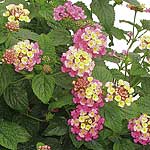 Unbranded Lantana Collection Plants