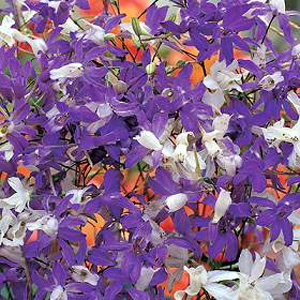 Unbranded Larkspur Cloudy Skies Mixed Seeds