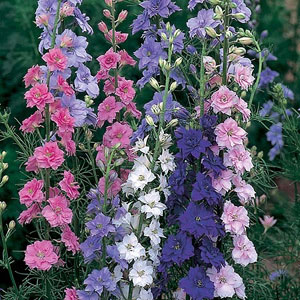 Often used in summer flower arrangements  these easy to grow border annuals have slender stems of fl