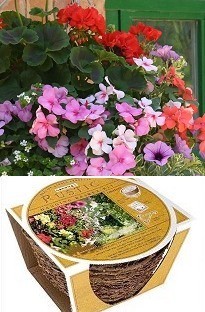 Unbranded `lassic`Container Plant Collection   Rustic Basket Kit