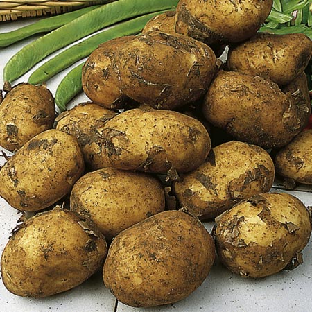 Unbranded Late Season Maris Peer Potatoes 2 kg Pack