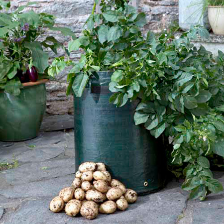 Unbranded Late Season Patio Potato Starter Kit 3 Patio