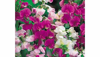 Unbranded Lathyrus Latifolius Mixed Seeds
