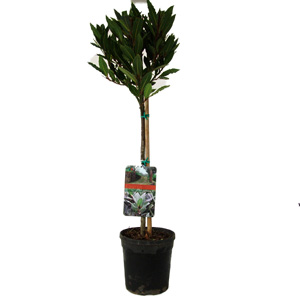 Unbranded Laurus Nobilis - Bay Tree