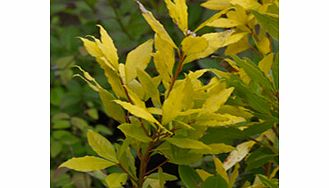Excellent bright gold foliage. RHS Award of Garden Merit winner. Height 12m (40); spread 10m (30). Supplied in a 2-3 litre pot.Broadly conicalEvergreenFertile moist well-drained soilFrost hardyFull sunBUY ANY 3 AND SAVE 20.00! (Please note: Offer app