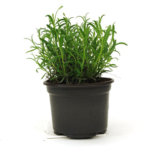 Unbranded Lavandula angustifolia Munstead - Lavender