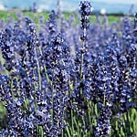 Unbranded Lavandula Provence Blue (L. Angustifolia) Seeds