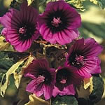 Unbranded Lavatera Arborea Variegata Seeds 416462.htm