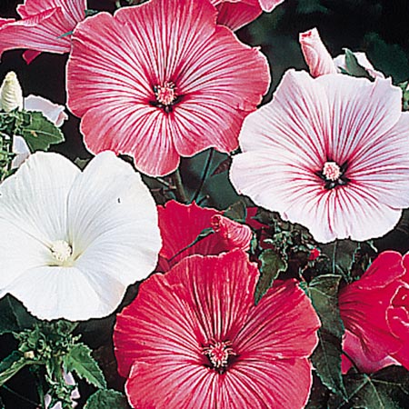 Unbranded Lavatera Beauty Mixed Seeds Average Seeds 130