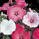 Unbranded Lavatera Beauty Mixed Seeds