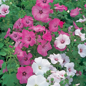 Unbranded Lavatera Mallow Beauty Mix Seeds