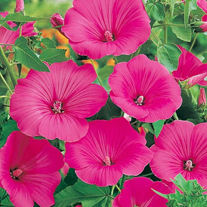 Unbranded Lavatera Mallow Loveliness Seeds