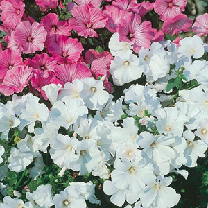 Unbranded Lavatera Mallow White Satin Seeds