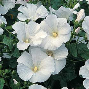 Unbranded Lavatera Mont Blanc Seeds