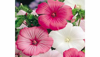 Unbranded Lavatera Seeds - Beauty Mixed