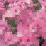 Unbranded Lavatera Silver Cup Seeds 416357.htm