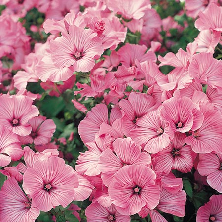 Unbranded Lavatera Silver Cup Seeds Average Seeds 160
