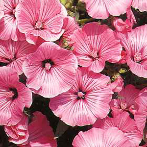 Unbranded Lavatera Silver Cup Seeds
