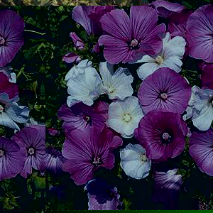 Unbranded Lavatera Trimestris Mixed Seeds