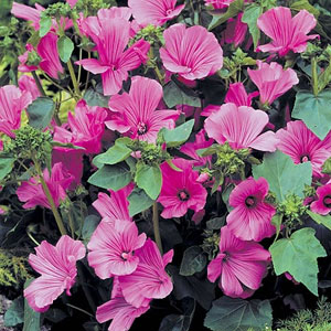 Lavatera Trimestris Novella Seeds