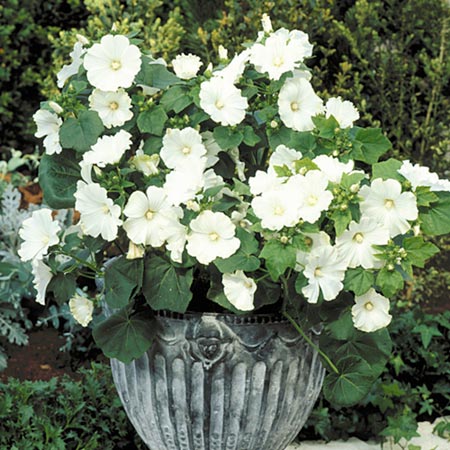 Unbranded Lavatera Twins Seeds - Cool White Average Seeds 22