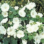 Unbranded Lavatera Twins Seeds - Cool White