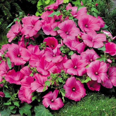 Unbranded Lavatera Twins Seeds - Hot Pink (Mallow) Average