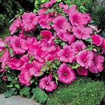 Unbranded Lavatera Twins Seeds - Hot Pink