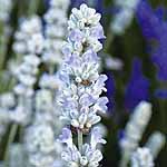Unbranded Lavender Angustifolia Collection Plants 405221.htm