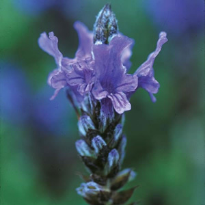 Unbranded Lavender Blue Wonder Seeds
