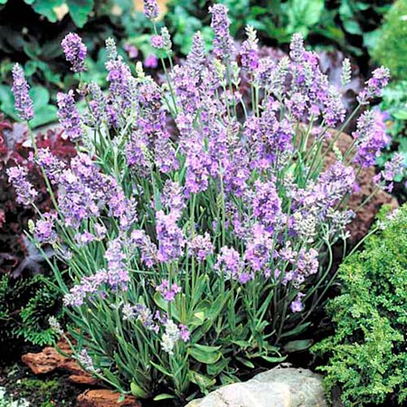 Unbranded Lavender Elegance Sky Plants Pack of 16 Pot